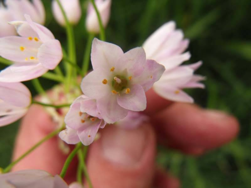 Allium maremmano - Allium roseum